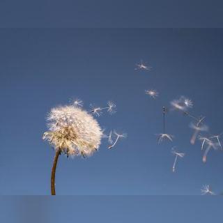 (虚荣心的定义和表现)探讨虚荣的意思：如何理解虚荣心在现代社会中的影响与表现