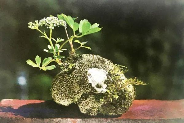 (顽石点头书)顽石点头龙胆紫：揭开神秘植物背后的草药传奇与生态价值