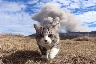 探索世界猫物语：一场跨越时空的猫咪迁徙之旅，揭示它们的神秘生活